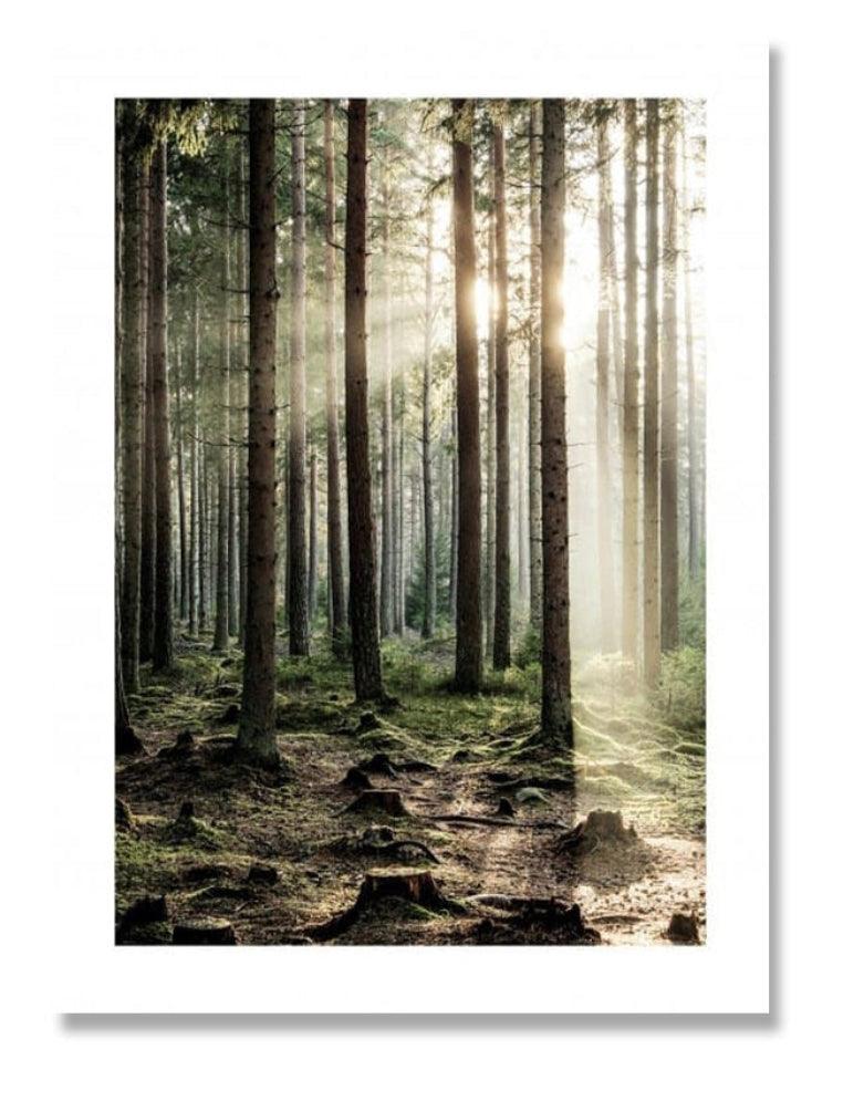 Forest Sunlight Landscape Wall Art Poster - Aesthetic Wall Decor