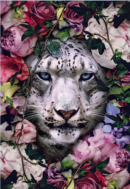 White Jaguar Animal Flower Mural Poster