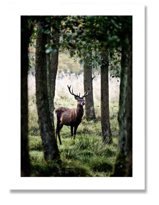Deer in the Woods Landscape Wildlife Wall Art Poster - Aesthetic Wall Decor
