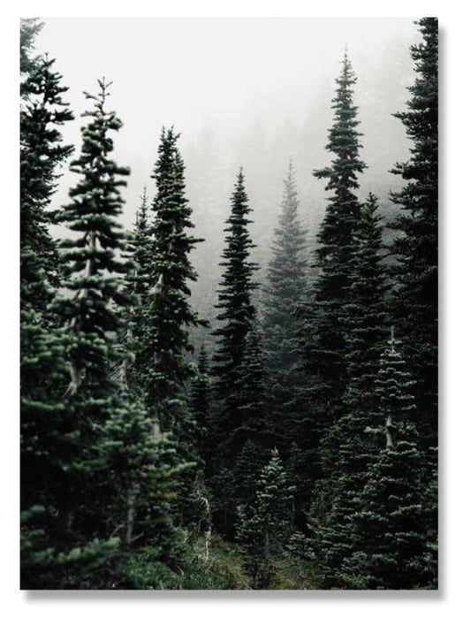 Pine Tree & Foggy Forest Landscape Wall Poster - Aesthetic Wall Decor